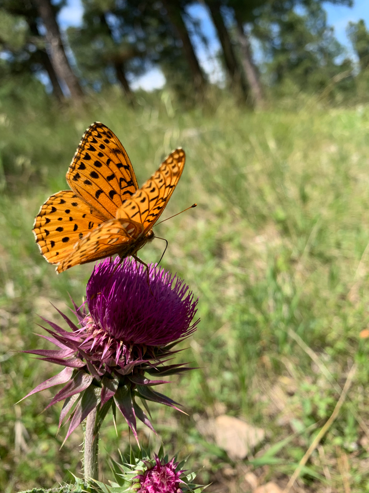 Butterfly